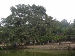Cây đa -bến nước - sân đình