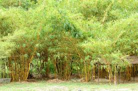 Tre làng